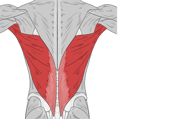 (Note: Latissimus dorsi muscles are more commonly known as the 'lats')